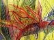 bird of paradise